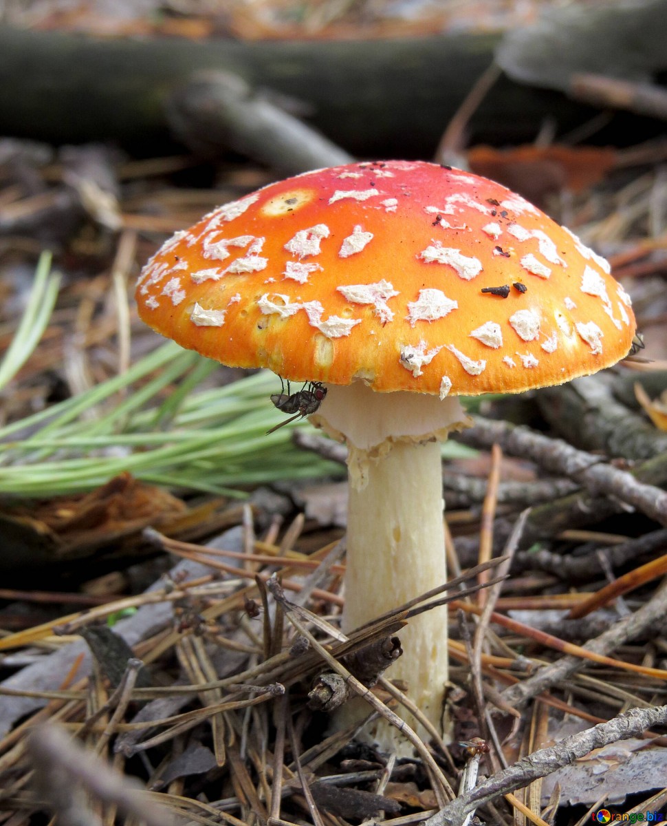 הפטריות של הפלישתים