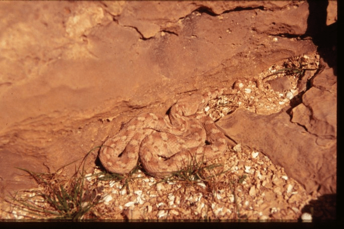 הקינים/איסיים כמרפאים קדמונים