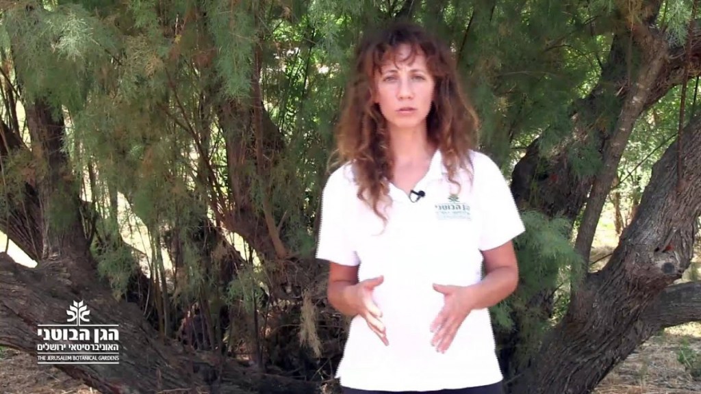 כשבני ישראל אכלו על בסיס יום יומי DMT&nbsp;ו-LSD