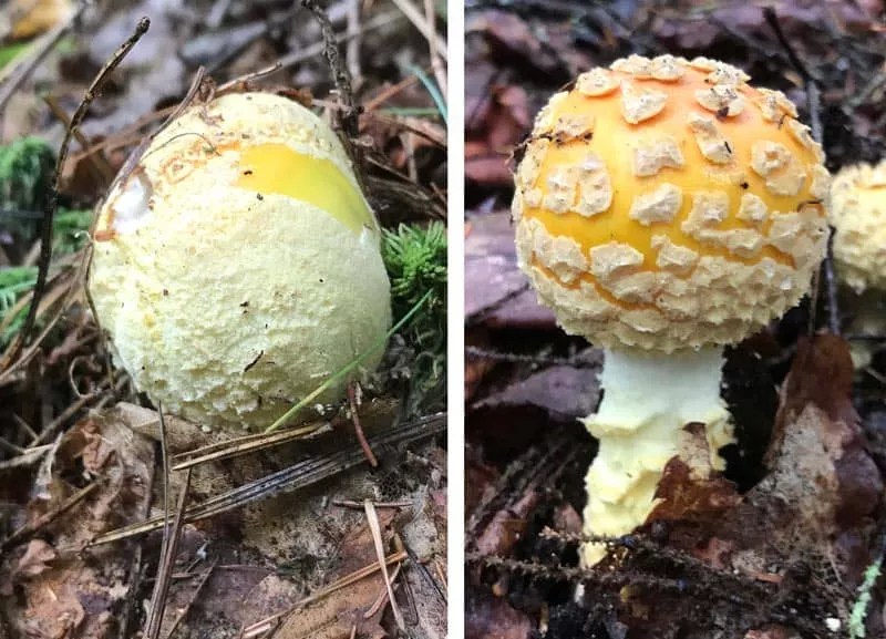 דרושה: מסז׳יסטית