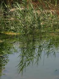 ואולי פשוט הקנה התנ״כי הוא הקנה&nbsp;המצוי?