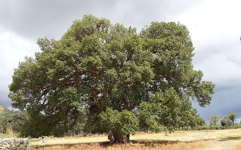 עץ השקמה בתרבות האורומו