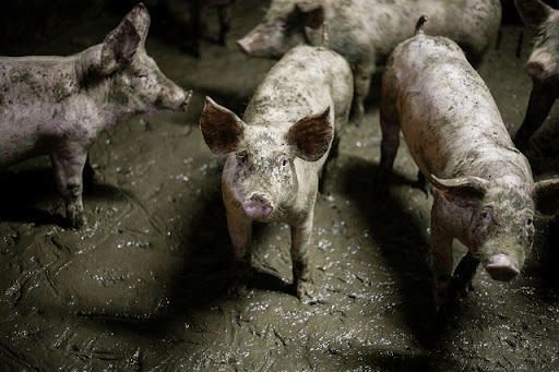 איסור חזיר כהתניה&nbsp;תרבותית